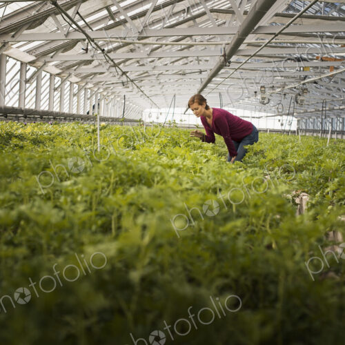 A woman working in a large glasshouse, full of organic plants on an organic farm.