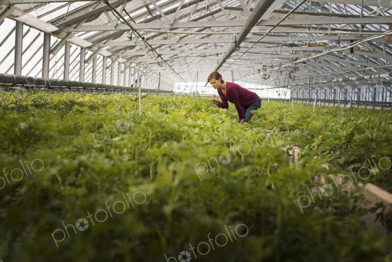 A woman working in a large glasshouse, full of organic plants on an organic farm.