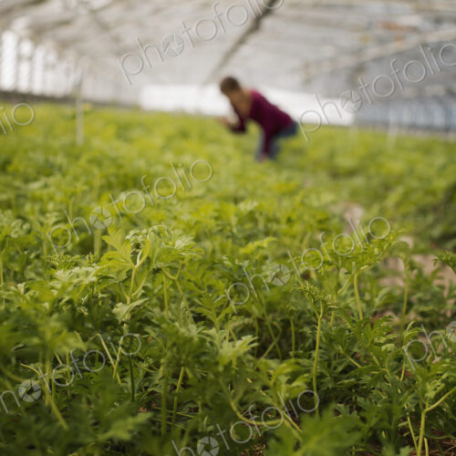 A woman working in a large glasshouse, full of organic plants on an organic farm.