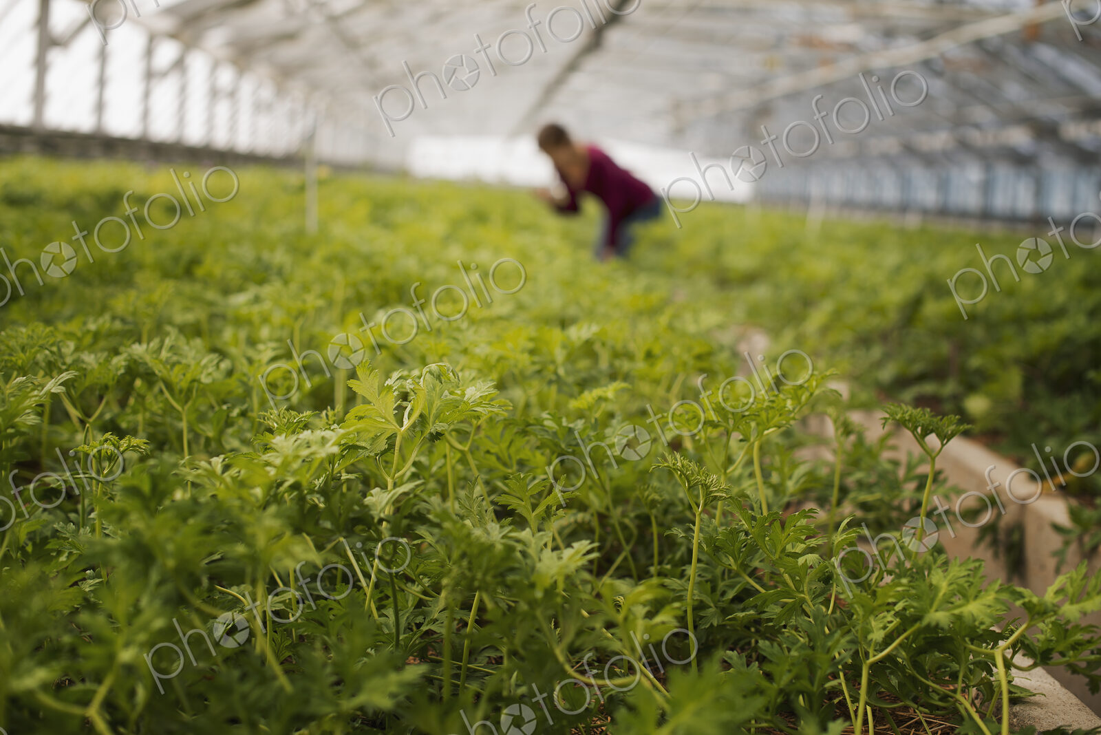 A woman working in a large glasshouse, full of organic plants on an organic farm.