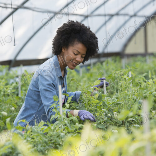 A woman working in the glasshouse, tending plants on a greenhouse bench. A woman working in the glasshouse, tending plants on a greenhouse bench.