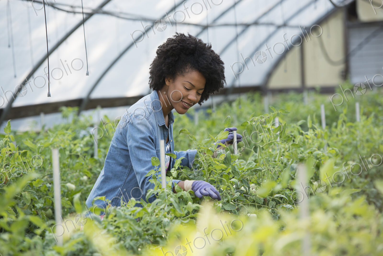 A woman working in the glasshouse, tending plants on a greenhouse bench.
