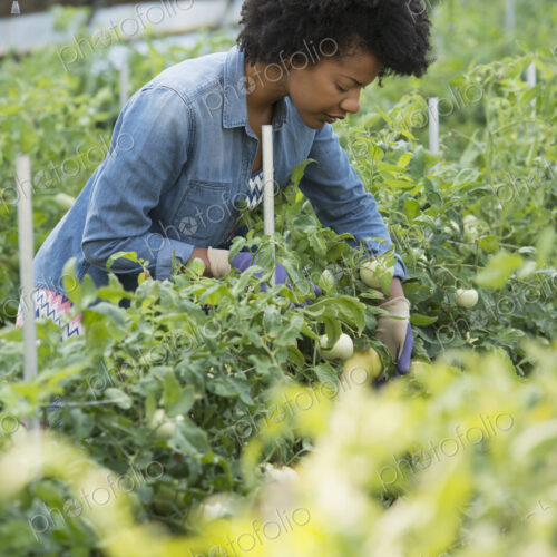A woman working in the glasshouse, tending plants on a greenhouse bench. A woman working in the glasshouse, tending plants on a greenhouse bench.