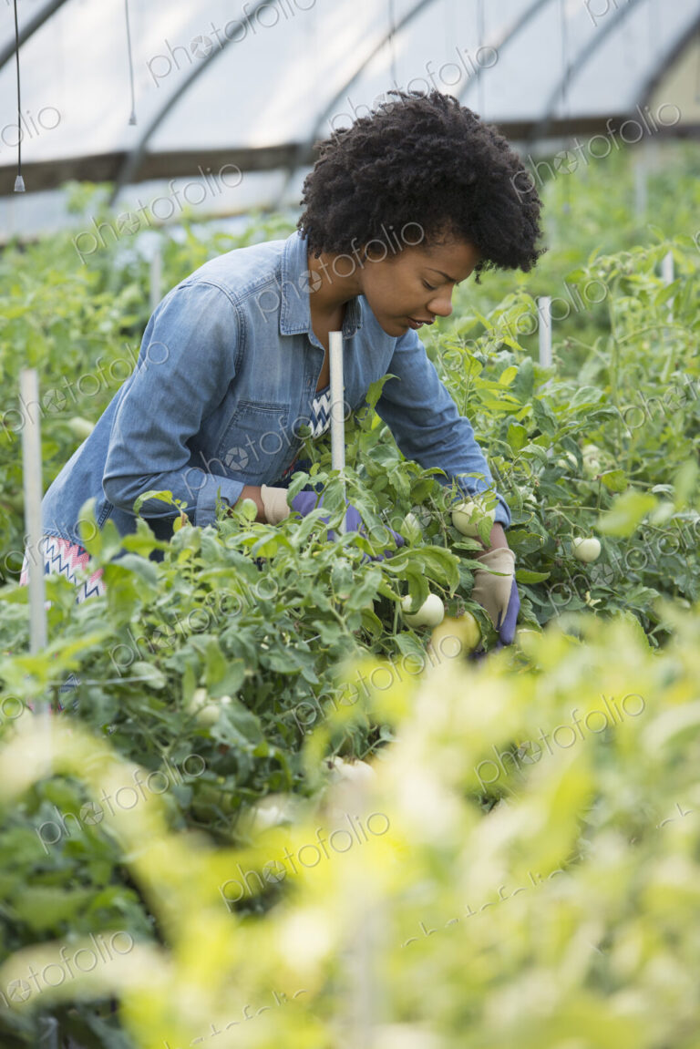 A woman working in the glasshouse, tending plants on a greenhouse bench.
