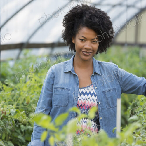 A woman working in the glasshouse, tending plants on a greenhouse bench. A woman working in the glasshouse, tending plants on a greenhouse bench.