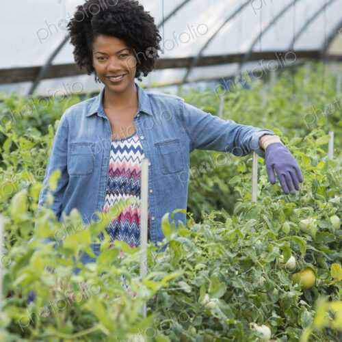 A woman working in the glasshouse, tending plants on a greenhouse bench. A woman working in the glasshouse, tending plants on a greenhouse bench.
