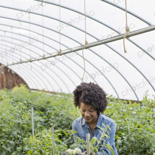 A woman working in the glasshouse, tending plants on a greenhouse bench. A woman working in the glasshouse, tending plants on a greenhouse bench.