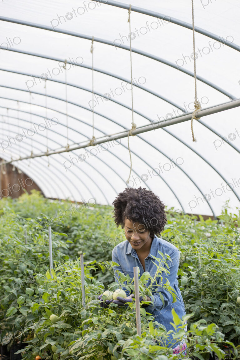 A woman working in the glasshouse, tending plants on a greenhouse bench.