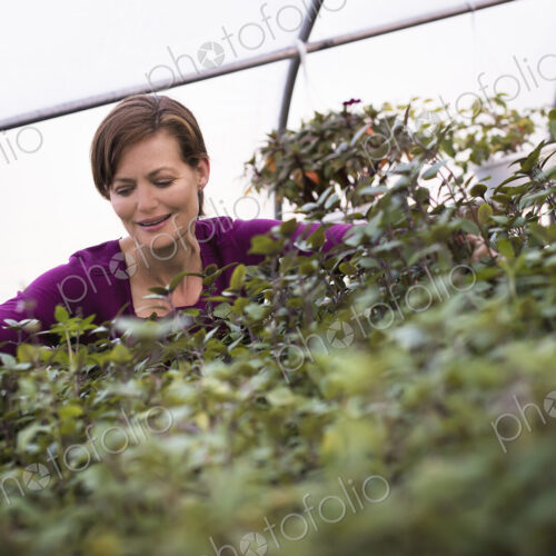 A woman working on trays of leafy plants in an organic garden. A woman working on trays of leafy plants in an organic garden.