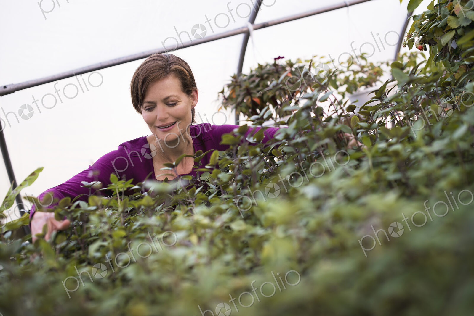 A woman working on trays of leafy plants in an organic garden.