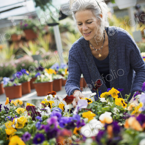 A woman working tending flowering plants on a workbench in a bin a glass house. A woman working tending flowering plants on a workbench in a bin a glass house.