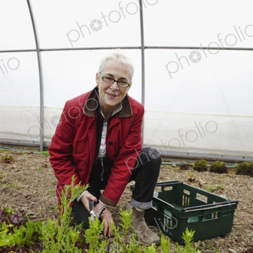 A woman working with plants in a large polytunnel in a commercial plant nursery. A woman working with plants in a large polytunnel in a commercial plant nursery.