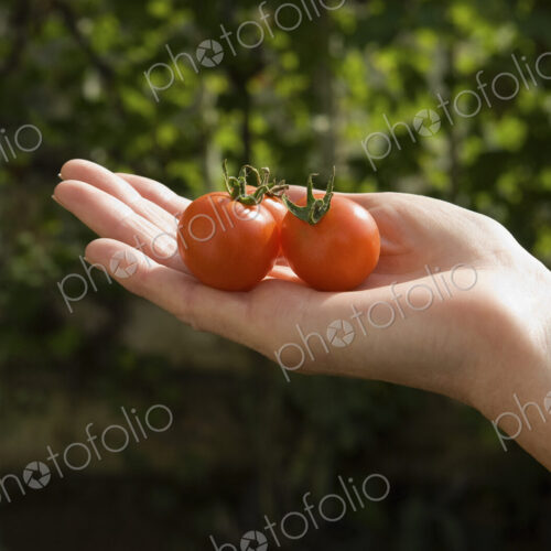 A woman's hand held out holding two fresh red tomatoes. A woman's hand held out holding two fresh red tomatoes.