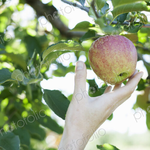 A woman's hand reaching for a fresh apple for picking, in the orchard at an organic… A woman's hand reaching for a fresh apple for picking, in the orchard at an organic…