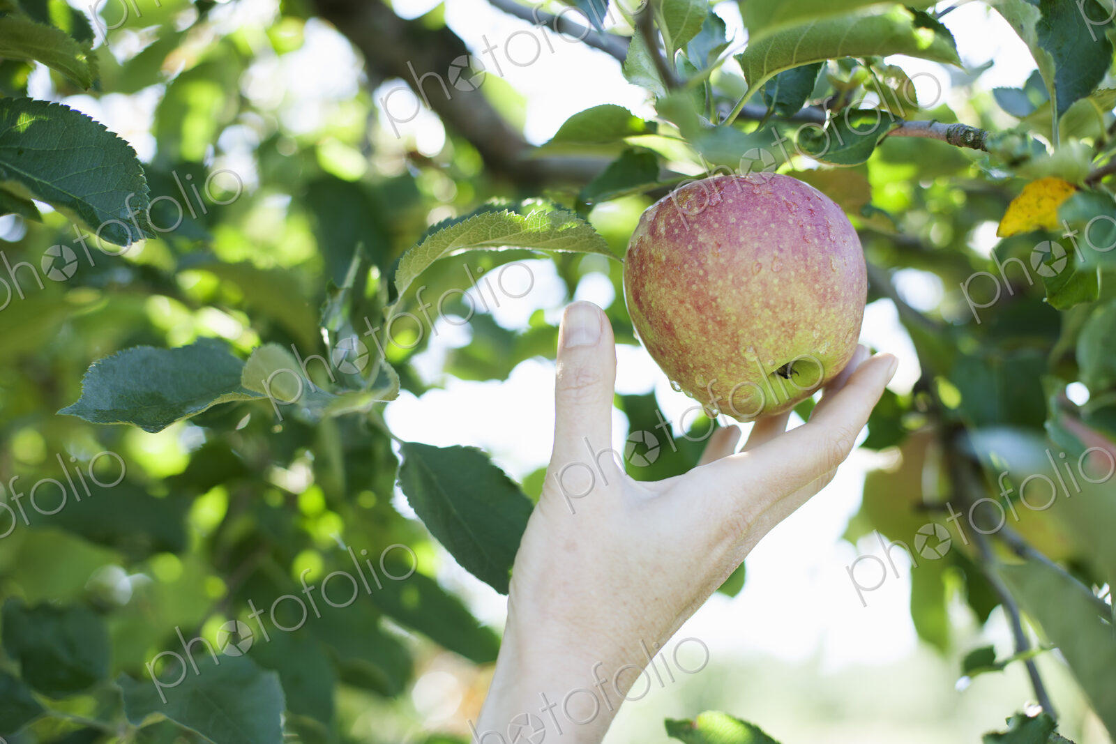 A woman’s hand reaching for a fresh apple for picking, in the orchard at an organic…