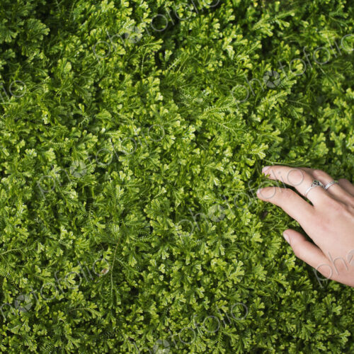 A woman's hand stroking the lush green foliage of a growing plant. Small delicate… A woman's hand stroking the lush green foliage of a growing plant. Small delicate…