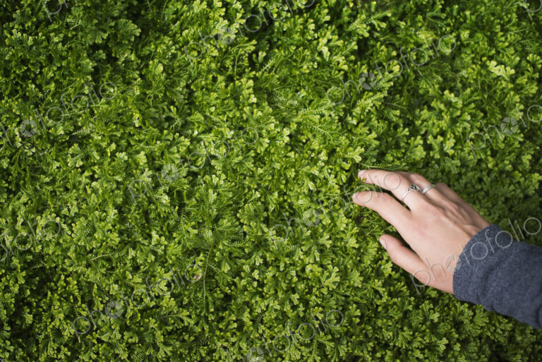 A woman's hand stroking the lush green foliage of a growing plant. Small delicate…