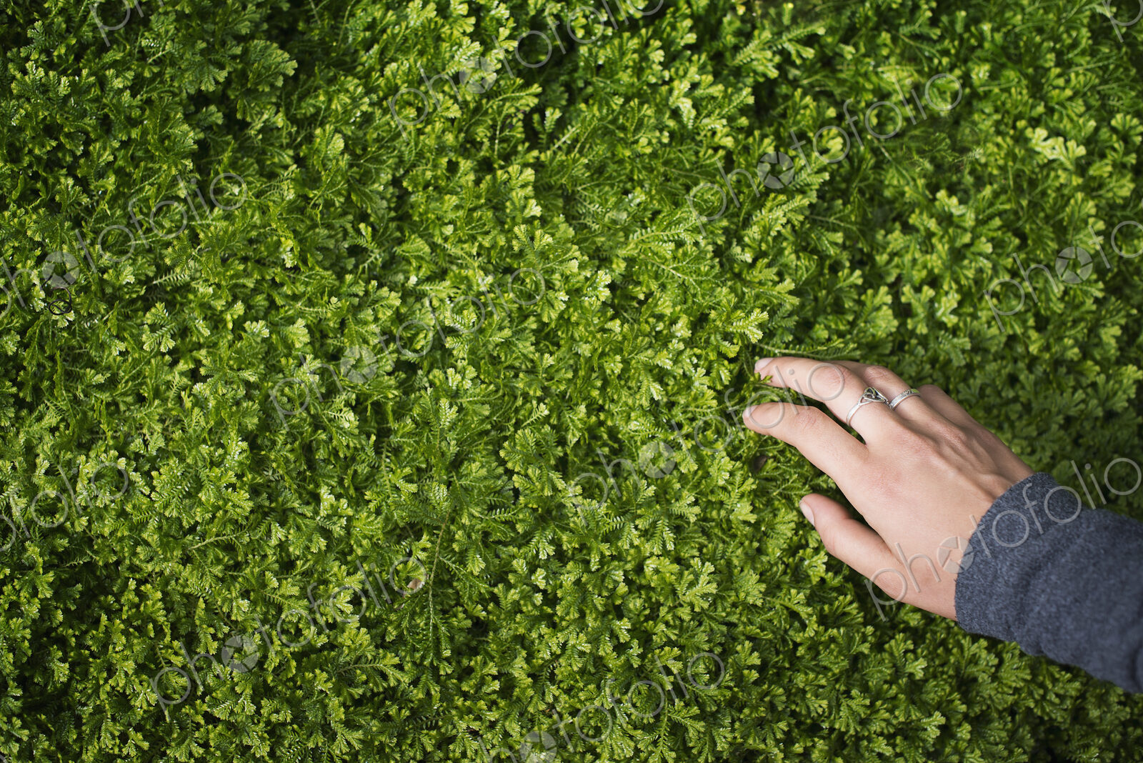 A woman’s hand stroking the lush green foliage of a growing plant. Small delicate…