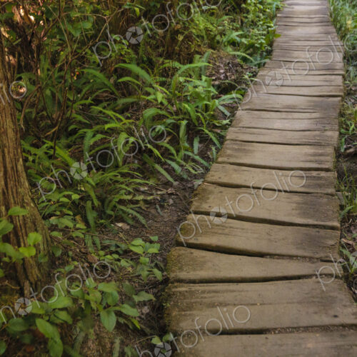 A wooden boardwalk through woodland in Washington state. A wooden boardwalk through woodland in Washington state.