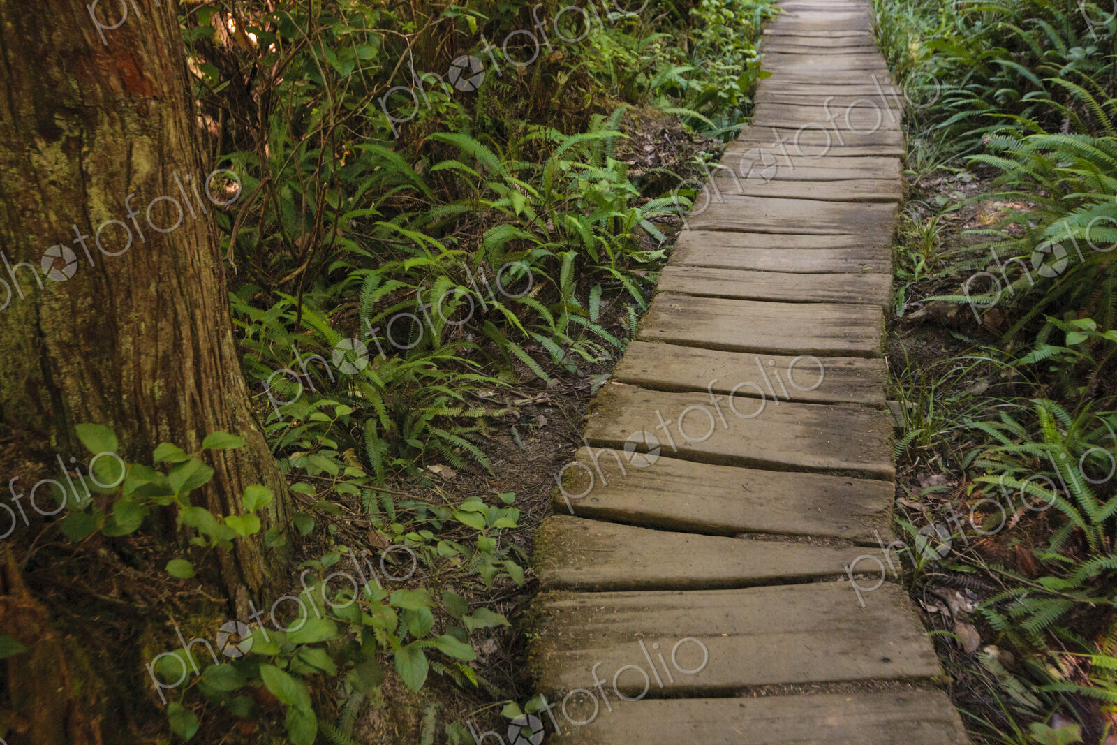 A wooden boardwalk through woodland in Washington state.