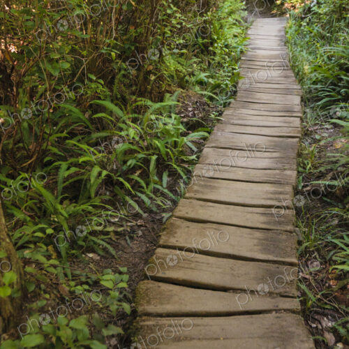 A wooden boardwalk through woodland in Washington state. A wooden boardwalk through woodland in Washington state.