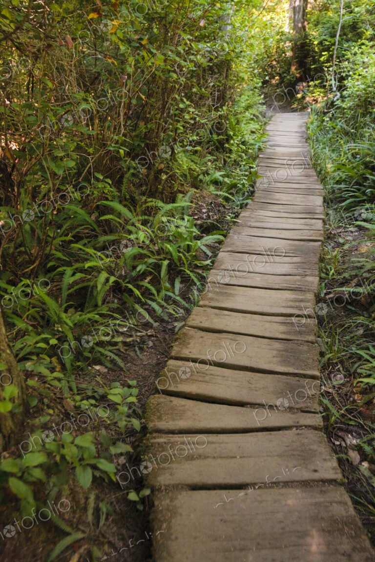 A wooden boardwalk through woodland in Washington state.