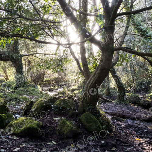 A woodland floor with moss covered rocks and twisted tree trunks with exposed roots,… A woodland floor with moss covered rocks and twisted tree trunks with exposed roots,…