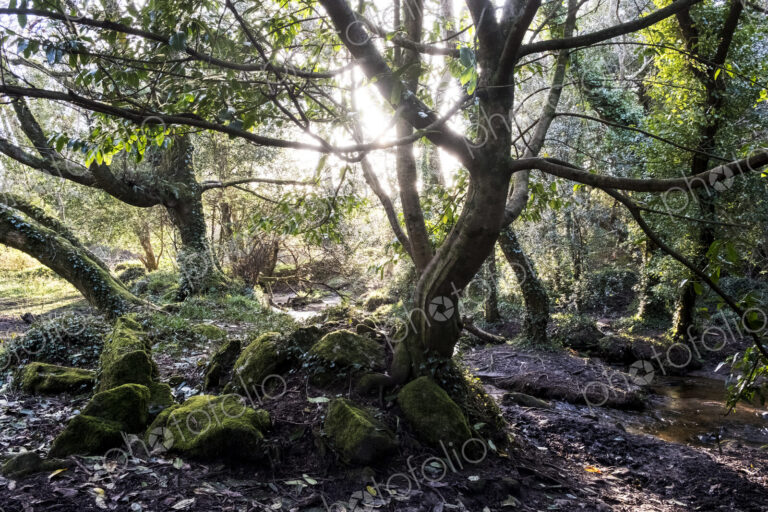 A woodland floor with moss covered rocks and twisted tree trunks with exposed roots,…