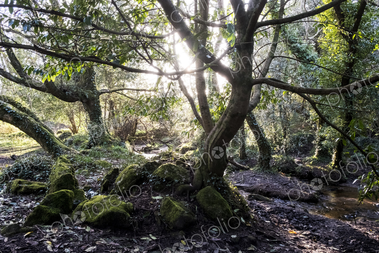 A woodland floor with moss covered rocks and twisted tree trunks with exposed roots,…