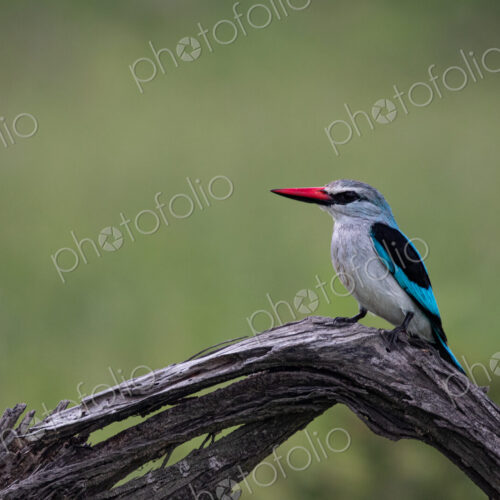 A woodlands kingfisher, Halcyon senegalensis, perched on a branch. A woodlands kingfisher, Halcyon senegalensis, perched on a branch.