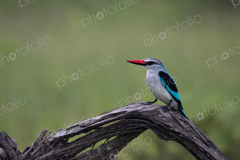 A woodlands kingfisher, Halcyon senegalensis, perched on a branch.