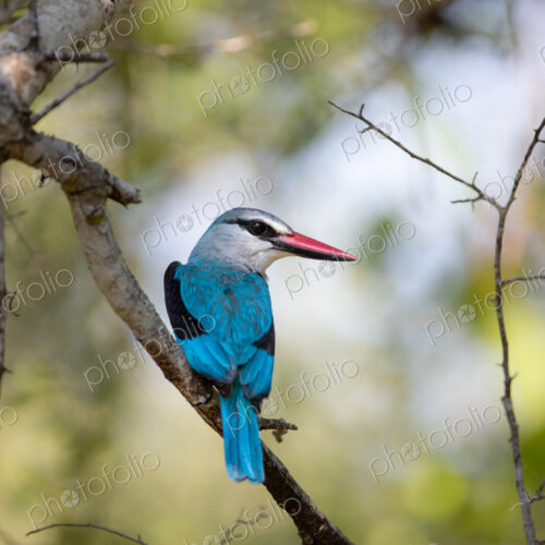 A woodlands kingfisher, Halcyon senegalensis, perched on a branch. A woodlands kingfisher, Halcyon senegalensis, perched on a branch.
