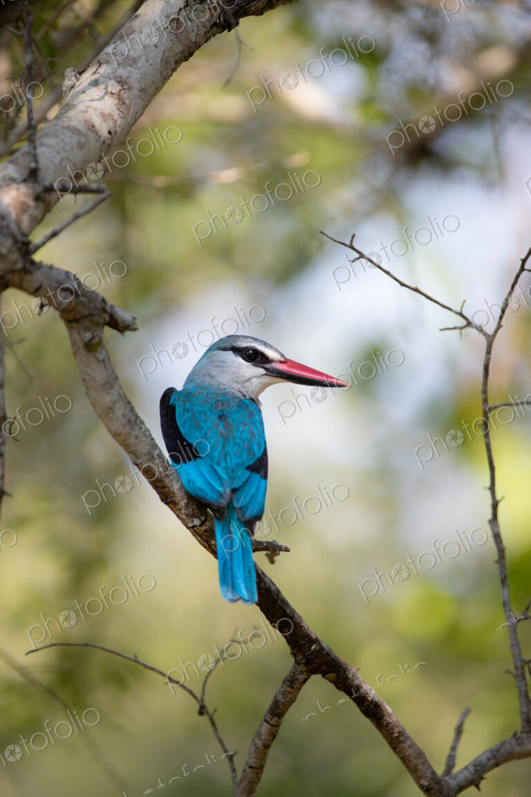 A woodlands kingfisher, Halcyon senegalensis, perched on a branch.