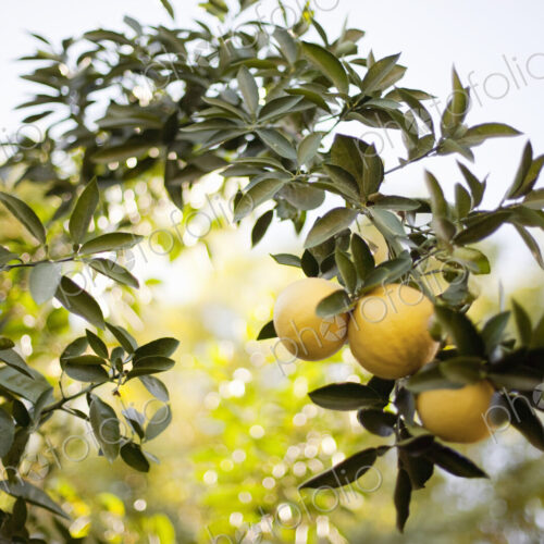 A woven arch or espalier of tree fruits. Yellow lemons on the branch. Organic citrus… A woven arch or espalier of tree fruits. Yellow lemons on the branch. Organic citrus…