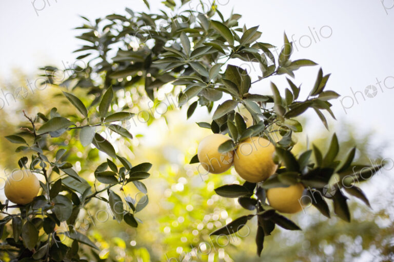 A woven arch or espalier of tree fruits. Yellow lemons on the branch. Organic citrus…