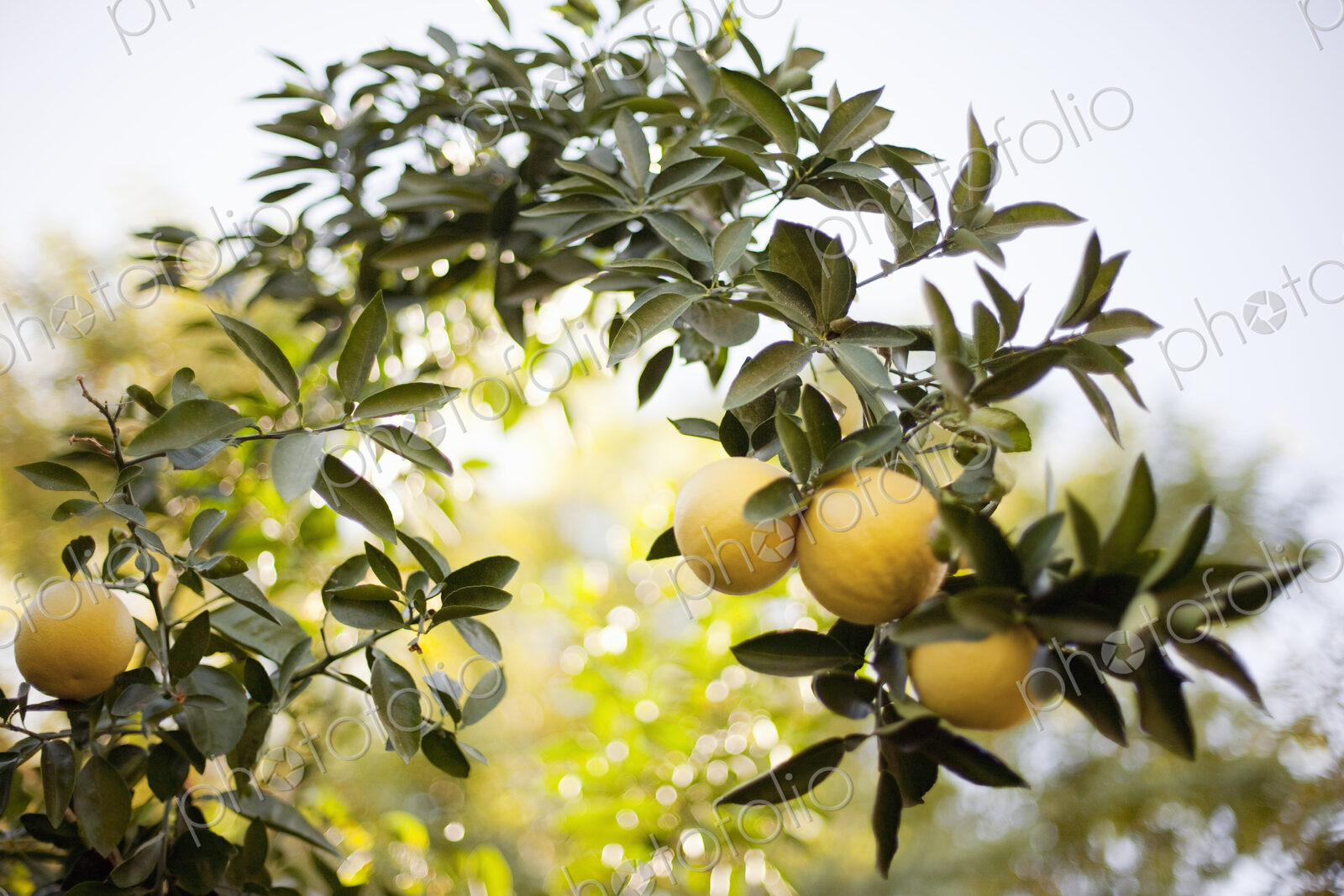 A woven arch or espalier of tree fruits. Yellow lemons on the branch. Organic citrus…