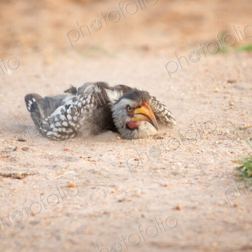 A yellow-billed hornbill, Tockus flavirostris, takes a sand or dust bath, lying on the… A yellow-billed hornbill, Tockus flavirostris, takes a sand or dust bath, lying on the…