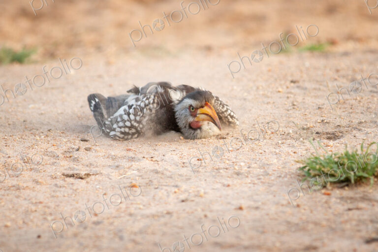 A yellow-billed hornbill, Tockus flavirostris, takes a sand or dust bath, lying on the…