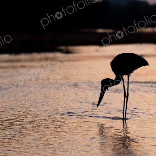 A yellow-billed stork, Mycteria ibis, sticking its beak in water. A yellow-billed stork, Mycteria ibis, sticking its beak in water.