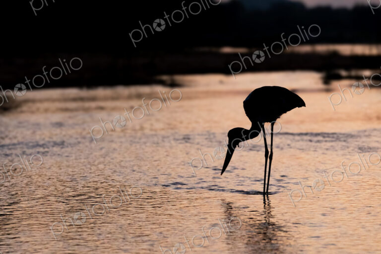 A yellow-billed stork, Mycteria ibis, sticking its beak in water.