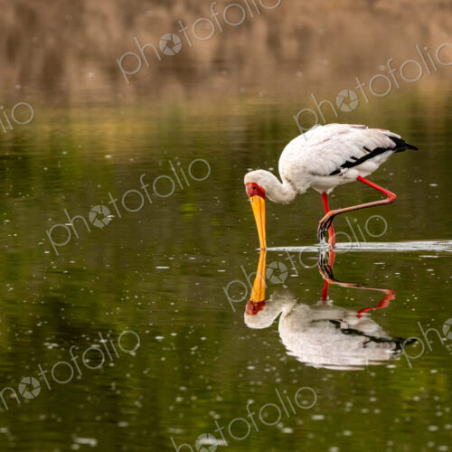 A yellow-billed stork, Mycteria ibis, sticking its beak in water. A yellow-billed stork, Mycteria ibis, sticking its beak in water.