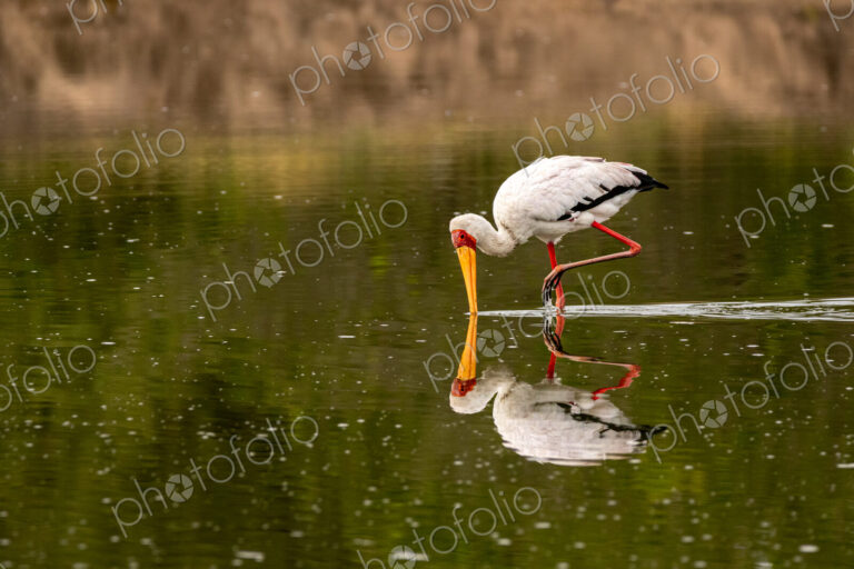 A yellow-billed stork, Mycteria ibis, sticking its beak in water.
