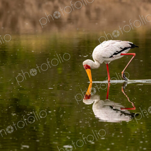 A yellow-billed stork, Mycteria ibis, sticking its beak in water. A yellow-billed stork, Mycteria ibis, sticking its beak in water.