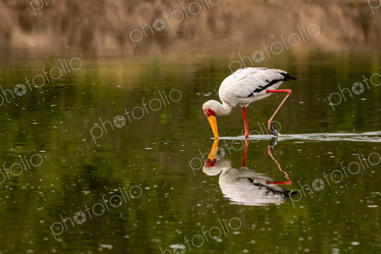 A yellow-billed stork, Mycteria ibis, sticking its beak in water.