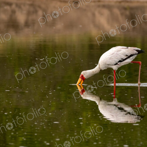 A yellow-billed stork, Mycteria ibis, sticking its beak in water. A yellow-billed stork, Mycteria ibis, sticking its beak in water.