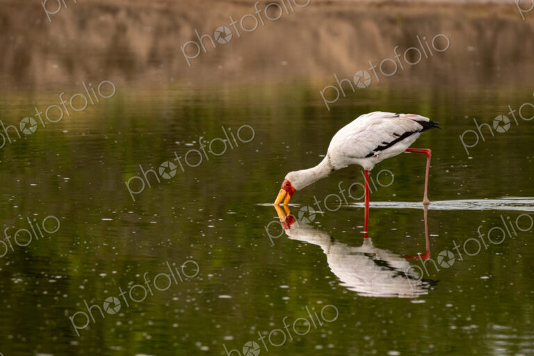 A yellow-billed stork, Mycteria ibis, sticking its beak in water.
