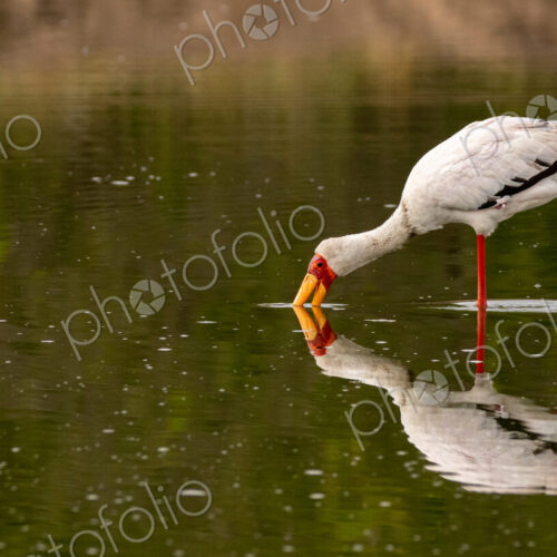 A yellow-billed stork, Mycteria ibis, sticking its beak in water. A yellow-billed stork, Mycteria ibis, sticking its beak in water.