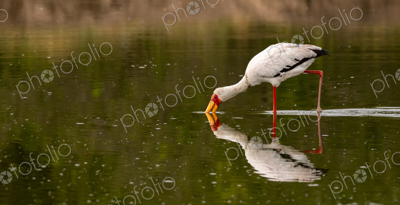 A yellow-billed stork, Mycteria ibis, sticking its beak in water.