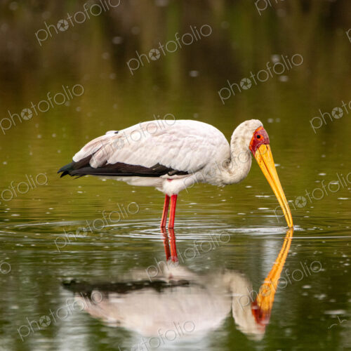 A yellow-billed stork, Mycteria ibis, sticking its beak in water. A yellow-billed stork, Mycteria ibis, sticking its beak in water.
