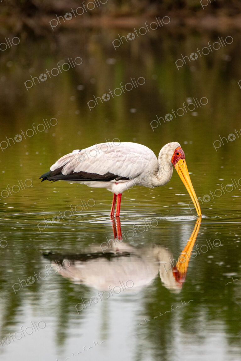 A yellow-billed stork, Mycteria ibis, sticking its beak in water.
